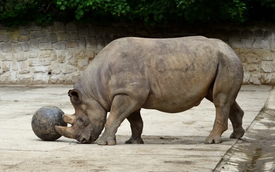 Safari Park Dvůr Králové získal z Estonska chovnou samici vzácného nosorožce