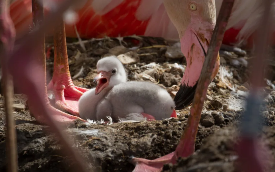 Překvapení ve dvorské zoologické zahradě. Ve výběhu plameňáků se nečekaně objevila mláďata