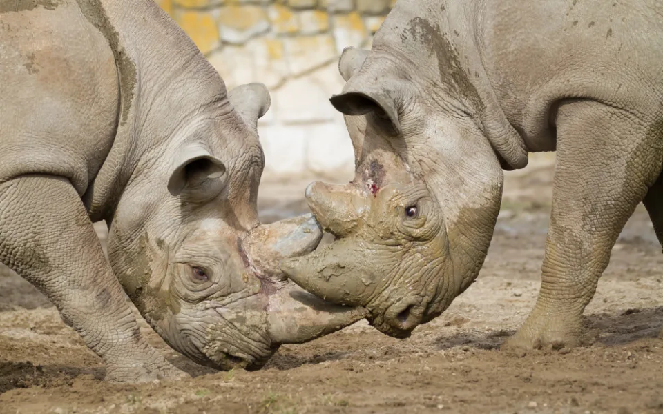 Safari Park Dvůr Králové poslal dva vzácné nosorožce do zoo v Poznani v Polsku