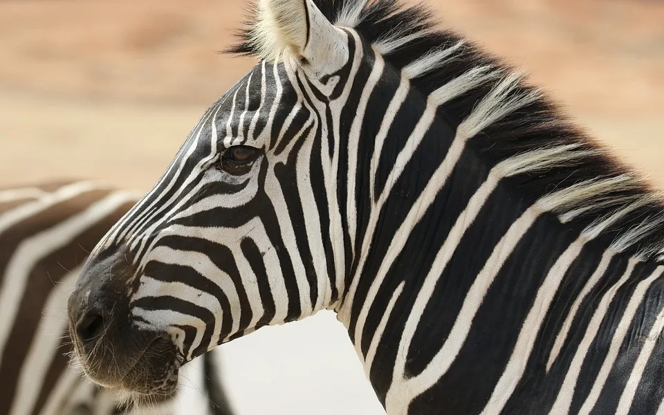 Dvorská zoologická zahrada zpřístupní safari i během večera. Půjde o komentované prohlídky