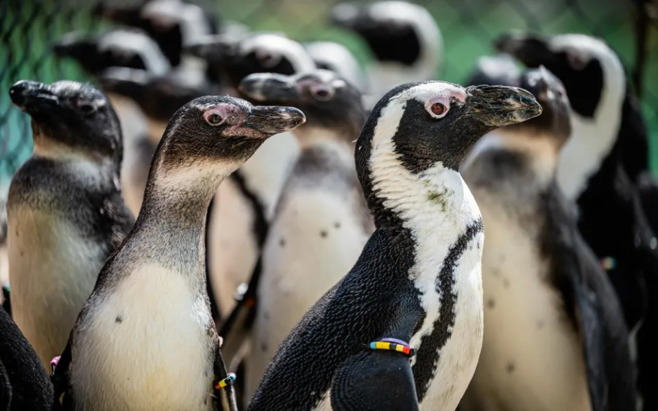 Safari Park v pondělí otevře expozici tučňáků brýlových. Bude největší v Česku