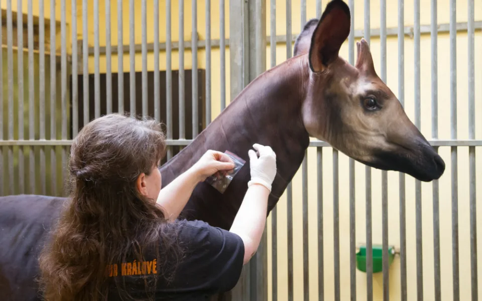 Safari Park poskytuje vzorky srsti svých zvířat. Využívají se pro trénink psů na hledání pašeráků