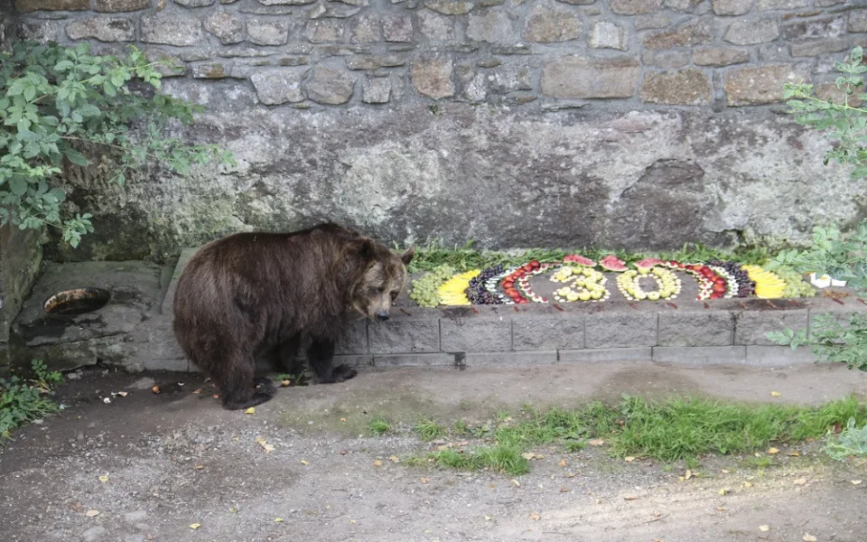 Medvěd na zámku v Náchodě