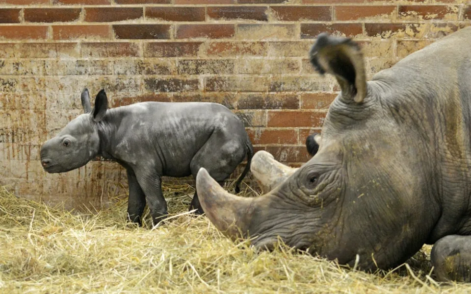 V Safari Parku Dvůr Králové se narodilo mládě vzácného nosorožce černého