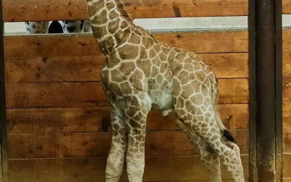 V Safari Parku Dvůr Králové se narodilo další mládě kriticky ohrožené žirafy