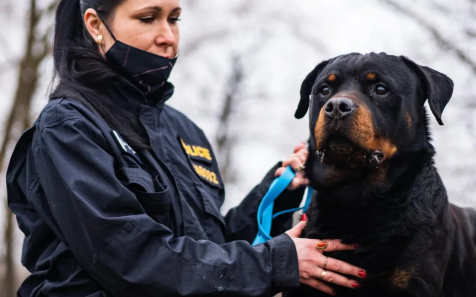 Policejní pes Rush odchází do důchodu. U policistů v kraji sloužil osm let