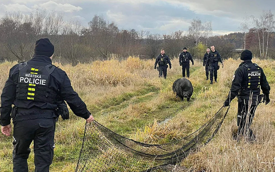 Na Valentýna musela policie pátrat po praseti. Vyloučený nebyl únos