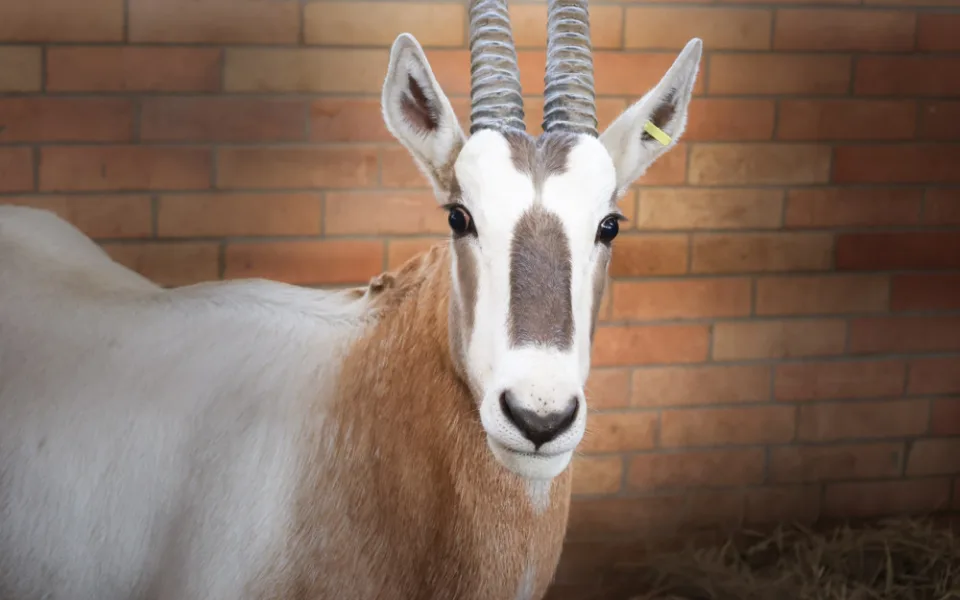 Safari Park získal dva samce ohrožených antilop. Mají pomoct s rozšířením současného stáda