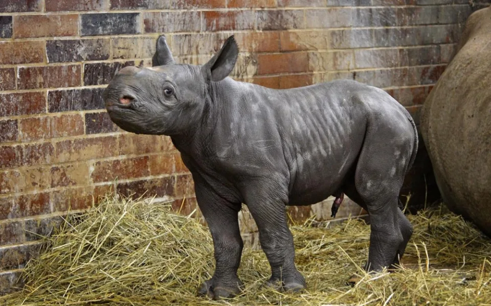 V Safari Parku se narodilo mládě nosorožce dvourohého. Už třetí v jednom roce