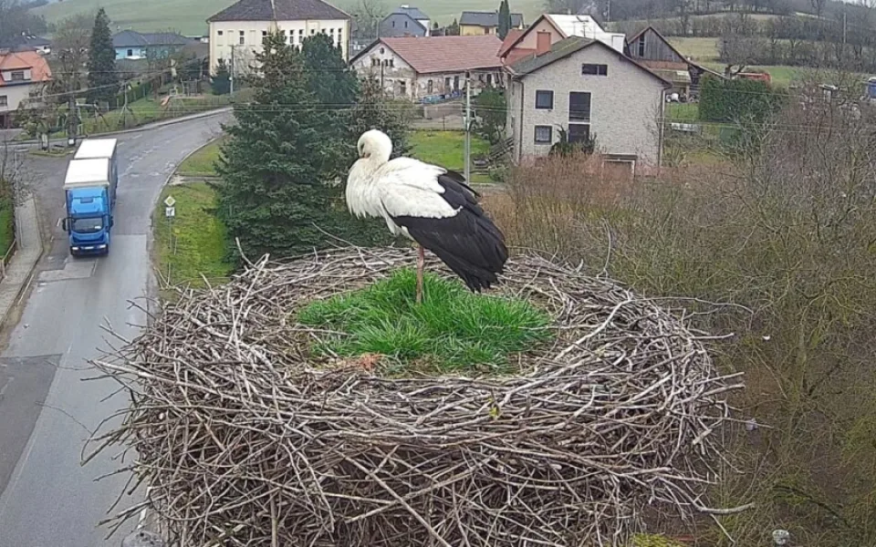 Do hnízda ve Slavětíně nad Metují se vrátil čáp. Hnízdo lidé mohou sledovat živě