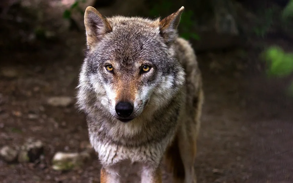 vlk