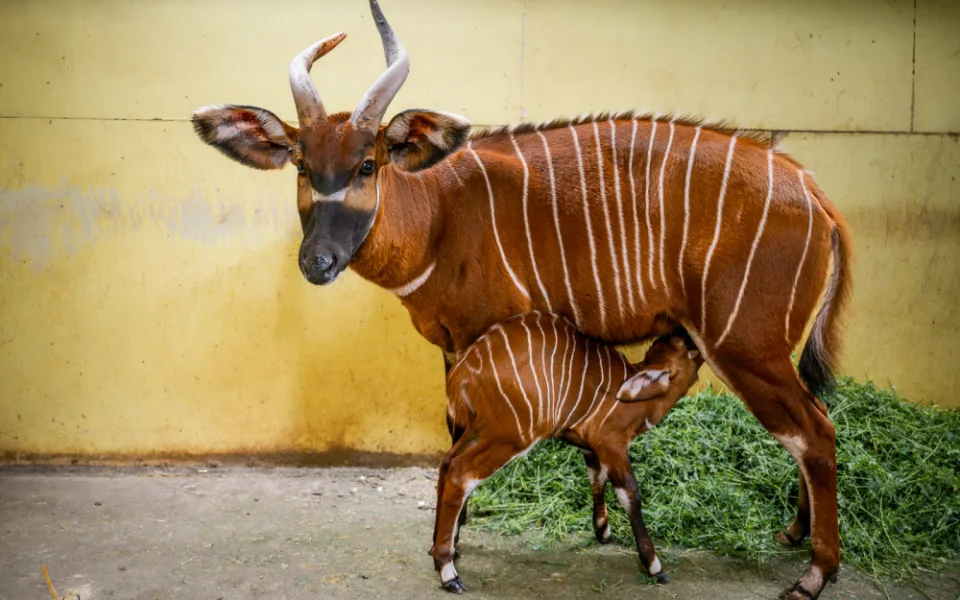 V zoo Dvůr Králové se narodilo druhé letošní mládě kriticky ohrožené antilopy