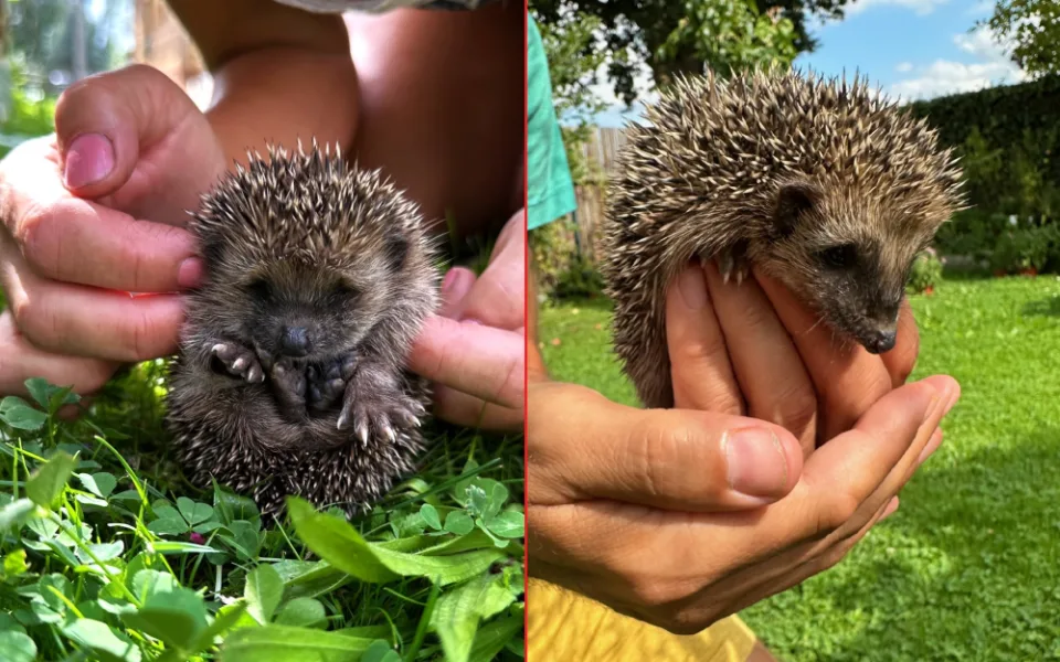 Máme na zahradě rodinku rozkošných ježků. Do záchranné stanice mláďata rozhodně neodneseme!