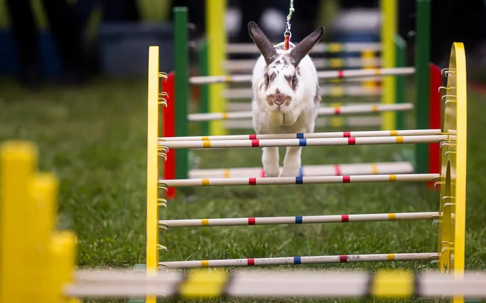Dožínky přivezou do Hradce koncerty, koňskou show i králičí hop