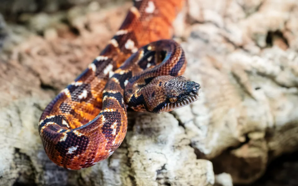V zoo Dvůr Králové se poprvé vylíhla mláďata hroznýše psohlavého