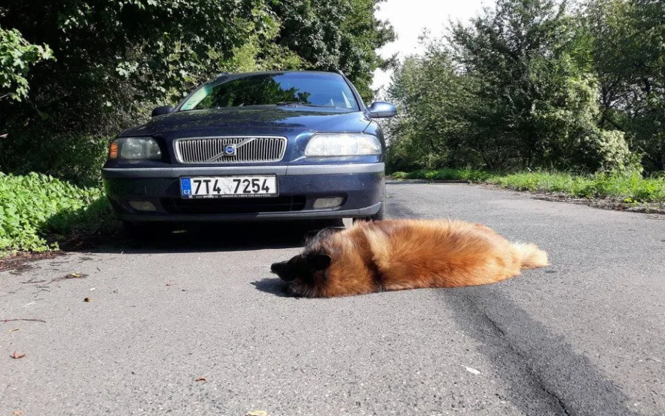 Pes vběhl přímo pod kola projíždějícího vozu. Problém se zákonem bude mít jeho majitel