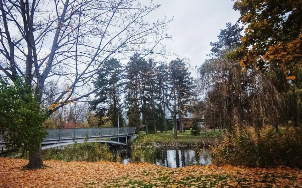 Hradec Králové sází nové stromy, bude jich kolem pěti set
