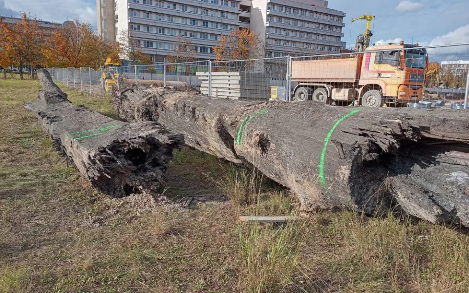Hradečtí archeologové zkoumají dva kmeny, může jít o polotovary tzv. monoxylů.
