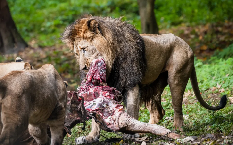 Ošetřovatelé Safari Parku nabídli maso své antilopy smečce lvů. Nejde o nic mimořádného, tvrdí zahrada