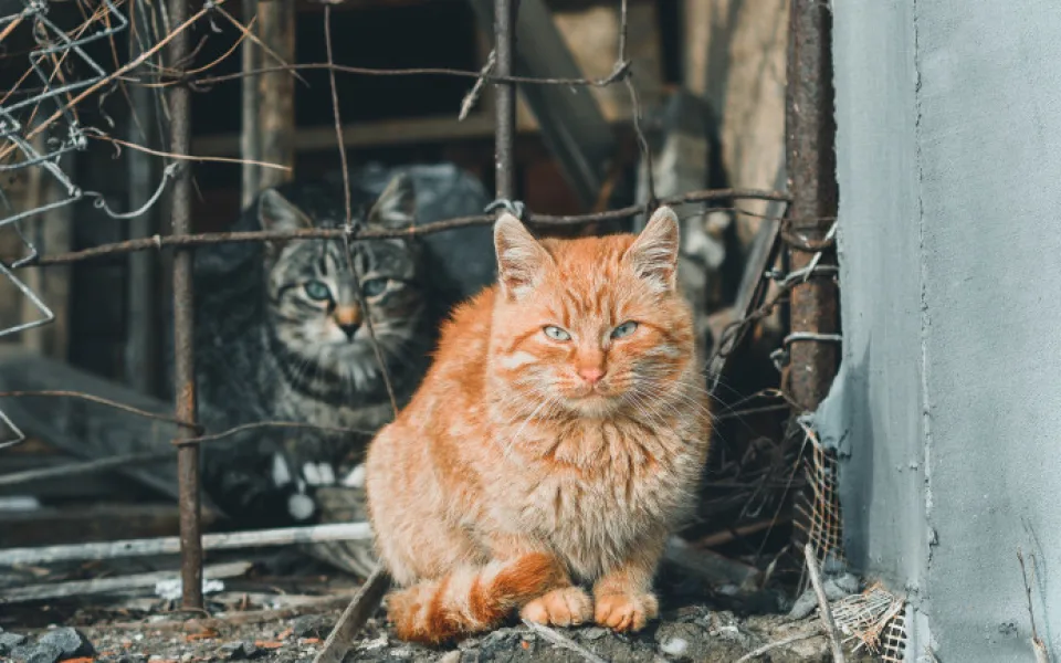 ilustrační foto