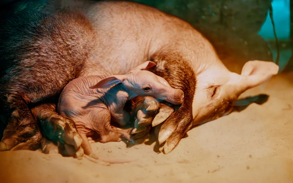 Safari Park Dvůr Králové má po dvou letech mládě hrabáče kapského