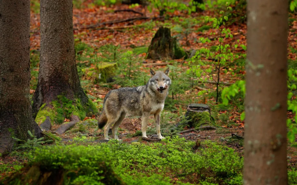 Někdo postřelil v Krkonoších vlka, veterináři museli krvácející zvíře utratit