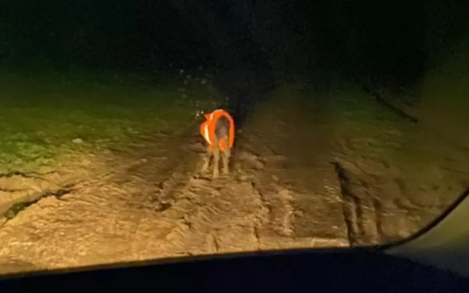 Policejní hlídka zasahovala u malého telete v reflexní vestě. Přestupek vyřešila domluvo.