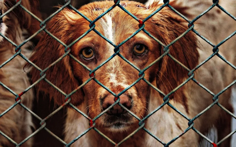 size3-16970221458508-207-animal-welfare-1116205-1280