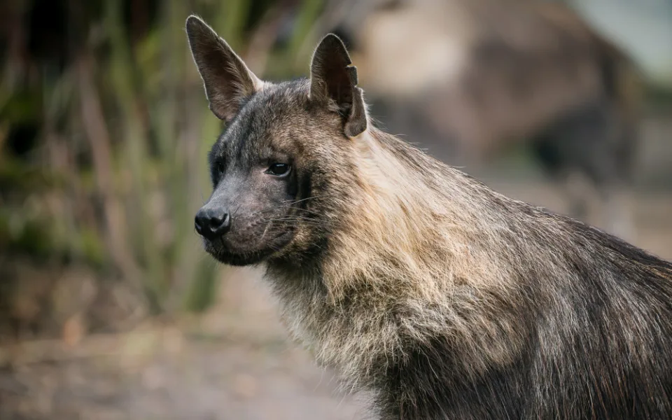 Zoo Dvůr získala hyeny čabrakové,zřejmě jako jediná na světě chová všechny druhy