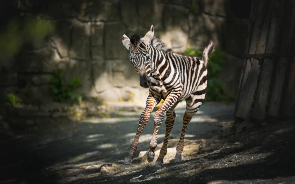 safari