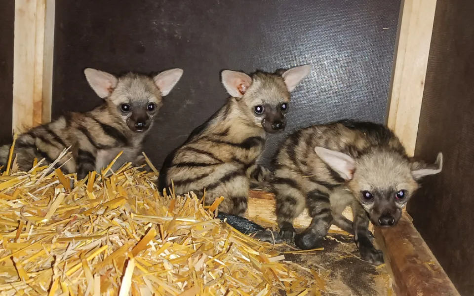 Tři mláďata vzácných hyenek hřivnatých v zoo Dvůr Králové dobře prospívají