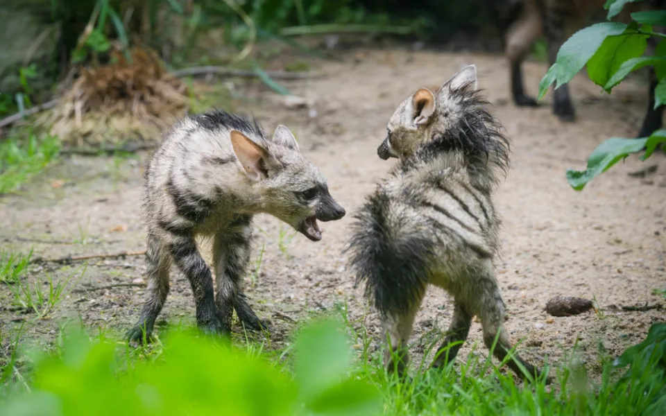 Tři mláďata vzácných hyenek jsou v Safari Parku k vidění ve venkovní expozici