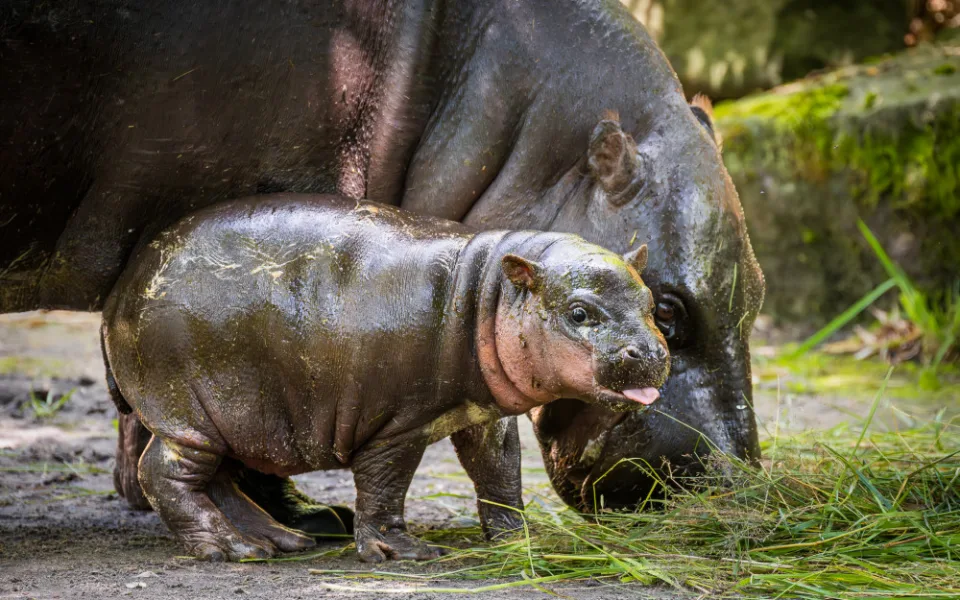 V Safari Parku Dvůr Králové se narodilo mládě vzácného hrošíka liberijského