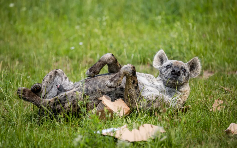 Safari Park, Dvůr Králové nad Labem, ZOO, zvířata, noc