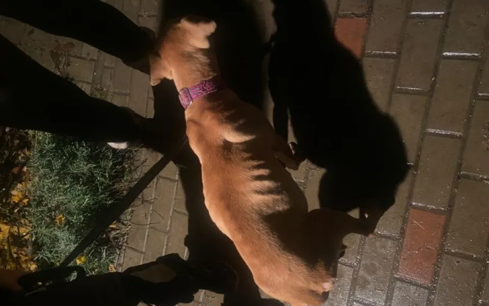 Trýznivé týrání. Policie zadržela muže, který zanedbával a ubližoval psům