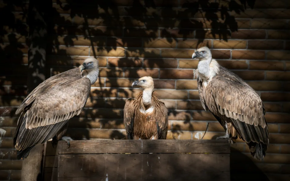 Zoo Dvůr Králové poslala dva mladé supy na Sardinii,. Podpoří tamní populaci
