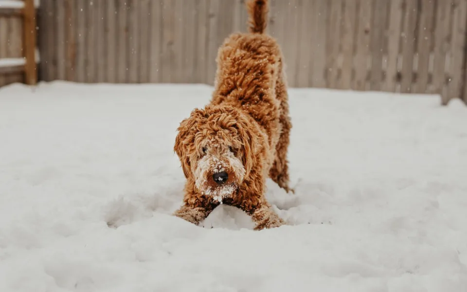 Zima je tady. Jak v chladném počasí pečovat odomácí mazlíčky?