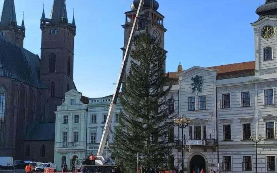 Hradec Králové už má svůj vánoční strom na Velkém náměstí. Patří mezi největší v republice
