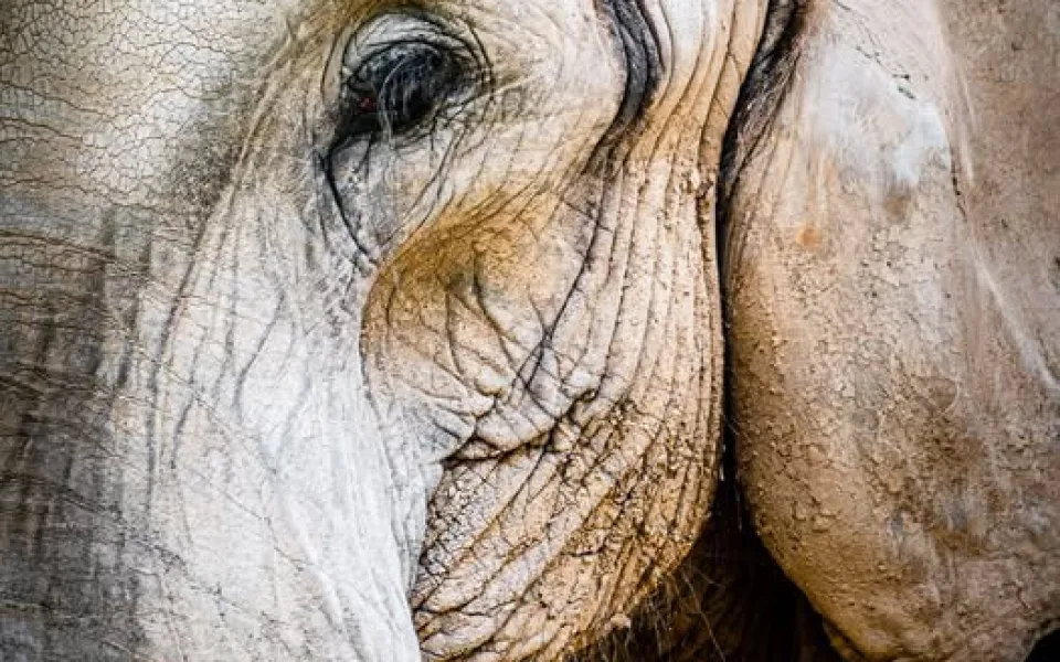 Safari Park přišel o slonici Drumbo. Veterináři se rozhodli, že ji z anestezie už neprobudí