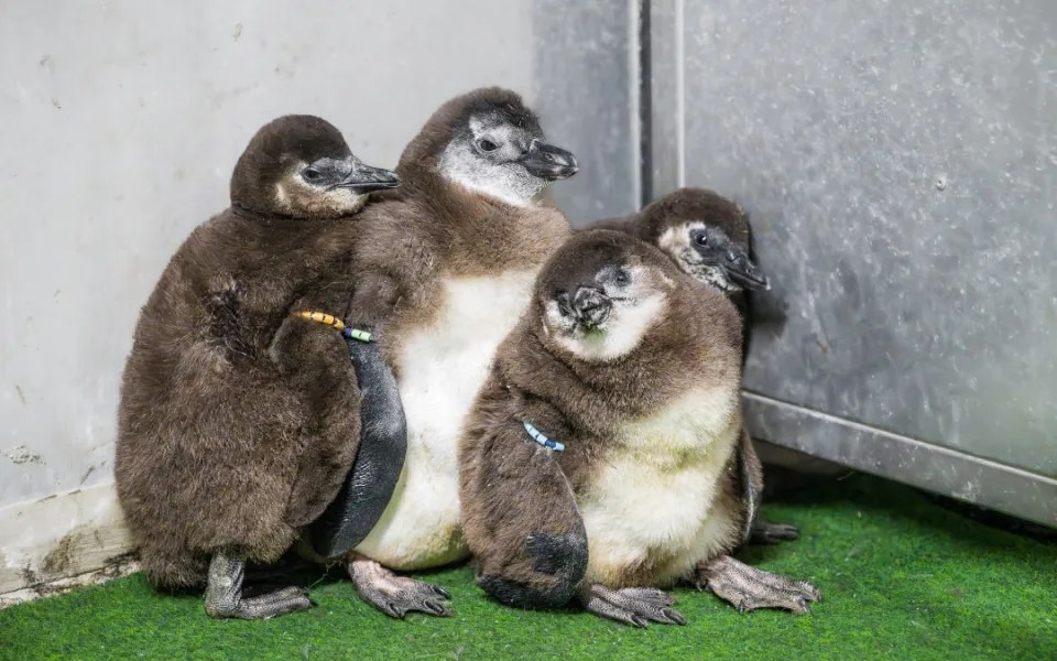 Ojedinělý příběh ze Safari Parku: Tučňáci samci adoptovali a odchovali mládě