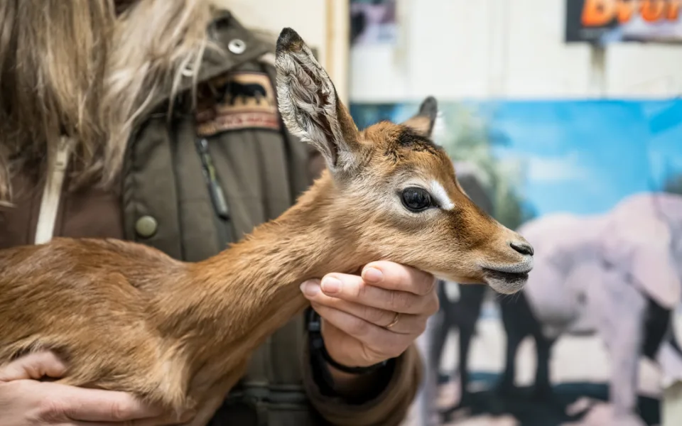 Safari Park má první mládě roku 2025. Je jím malá antilopa