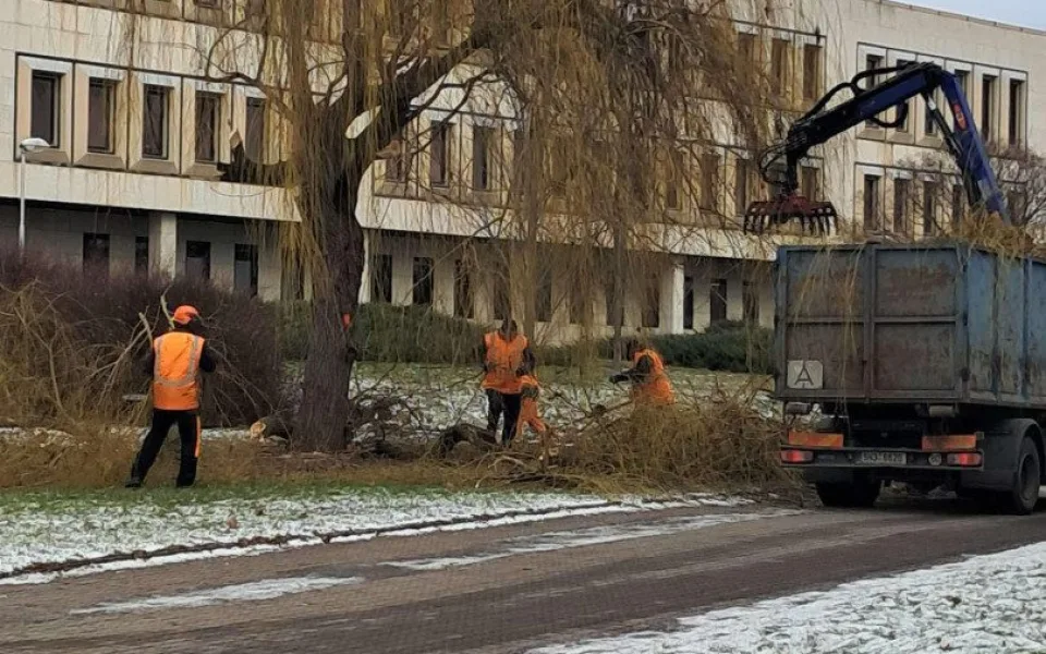 Hradec  Králové pokácí 200 stromů. V plánu jich má vysadit zhruba 600