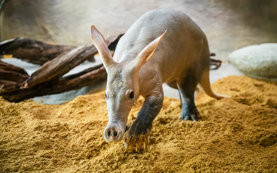 V Safari Parku můžete teď blíž zase o něco blíž krokodýlům i slonům