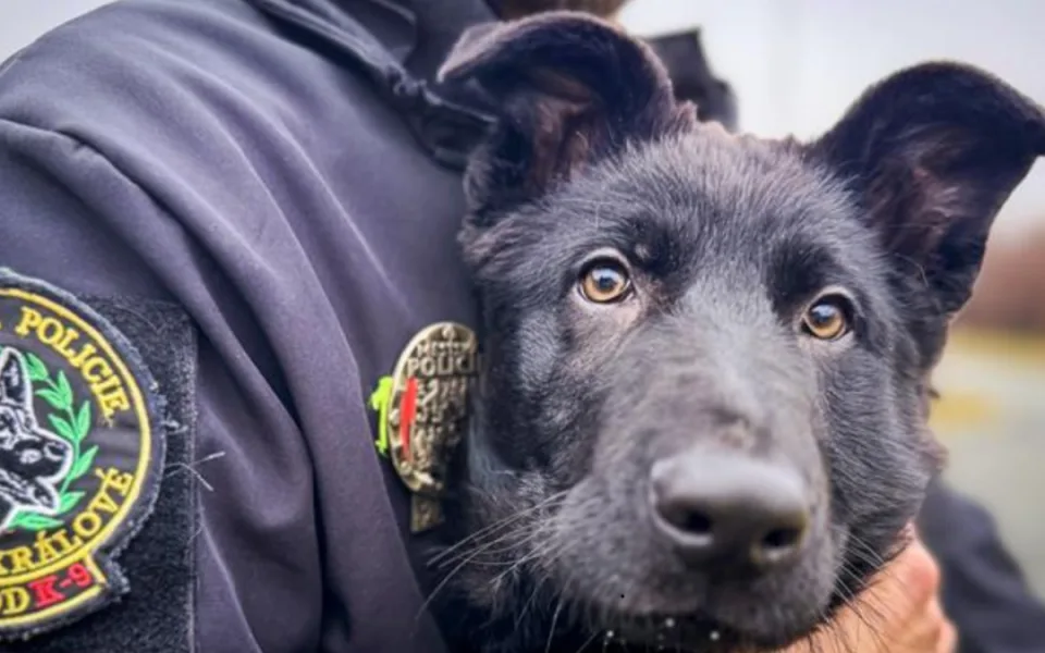 Městská policie cvičí nového čtyřnohého parťáka. Jmenuje se Iraq