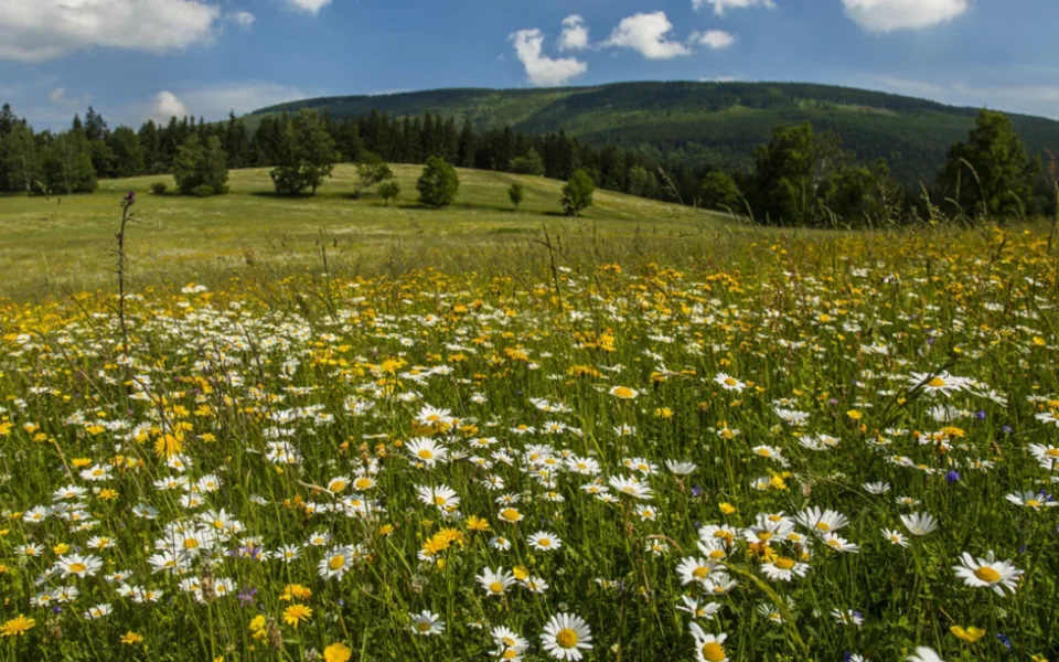 Dnešek je dnem divoké přírody. Krkonoše upozorňují, že i ona potřebuje klid