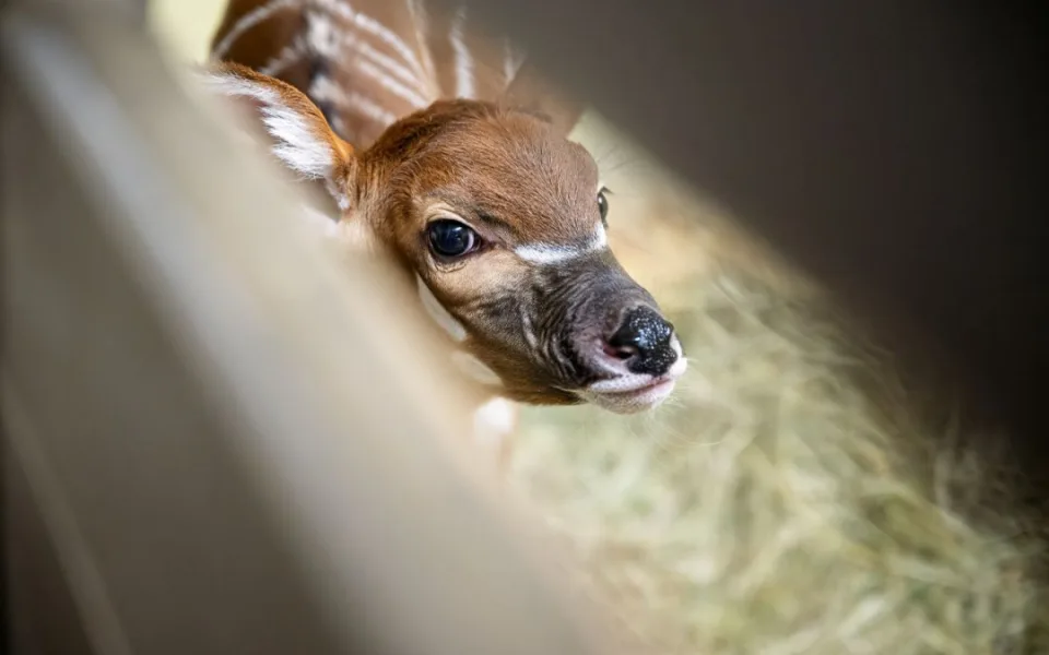 bongo