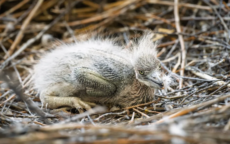 První mládě volavky obrovské ve Dvoře Králové. Raritní událost pro české a slovenské zoo