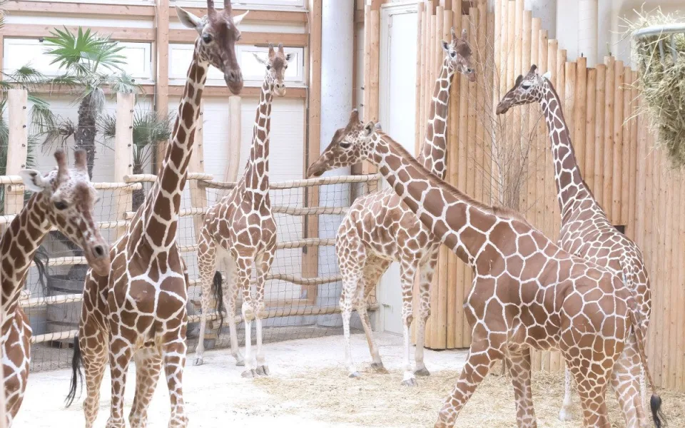 Utracení 48 žiraf je nejsmutnější kapitolou historie dvorské zoo