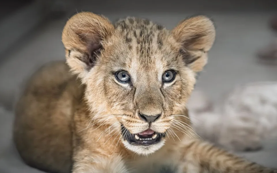 Dvorská ZOO zahájí zítra letní sezonu s omezeným safari, vstupné se zvýší