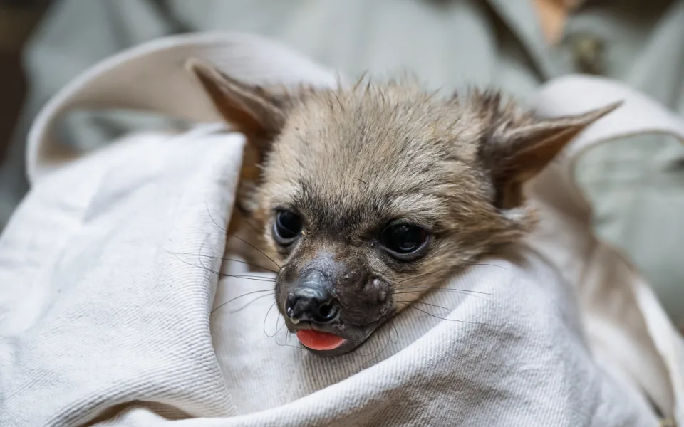 Světová senzace v Safari Parku: Mláďata hyenek hřivnatých!